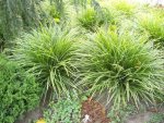 plants.jpg plants.jpg